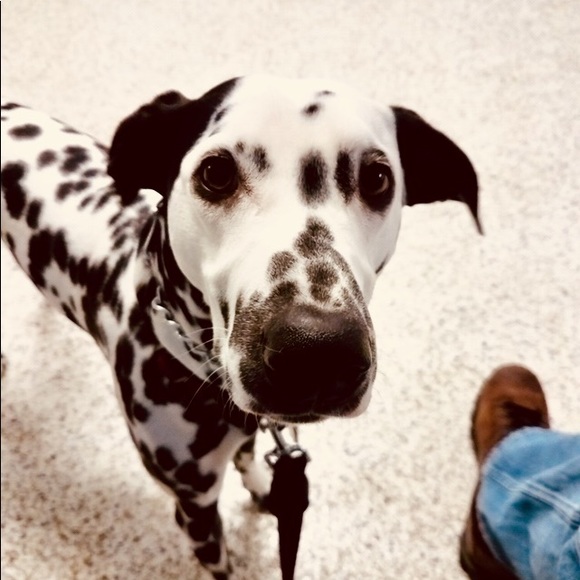 Meet your Posher, Suzanne - Picture 1 of 1